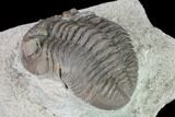 Long Enrolled Eldredgeops Trilobite - Silica Shale #137264-5